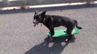 Talented dog rides a skateboard with ease!