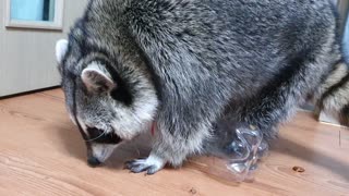 Raccoon opens the lid of the cola bottle with his small hands and plays with persimmon seeds in it.