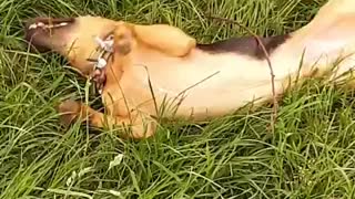 Dog loving grass