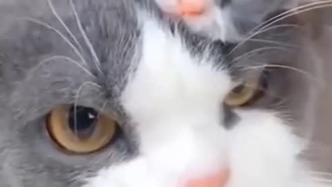 Best Funny Cat Videos That Will Make You All Day happy