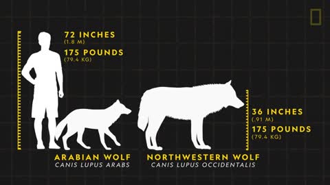 Wolves 101 - Nat Geo Wild_Cut.mp4