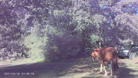 OUR HORSE VISITOR