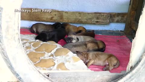 Mum Dog taking care of her new born puppies, such a lovely scene