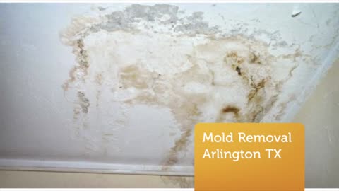 Expert Mold Removal and Remediation in Arlington TX