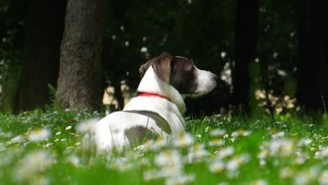 Cute dog resting in the meadow