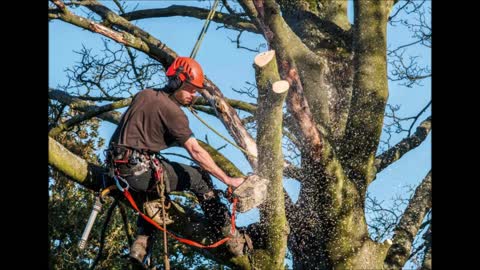 TL Tree Services - (506) 300-2743