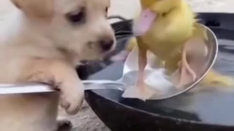 Cute puppy & duckling