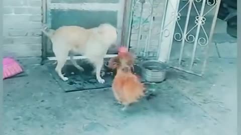 Chickens trying to fight with Dogs