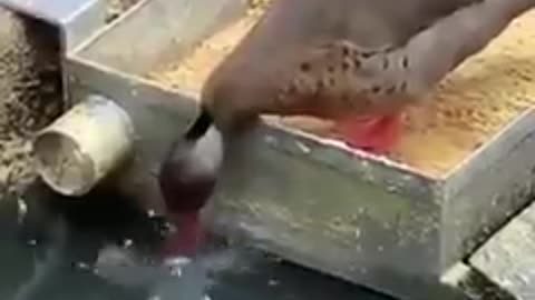 Duck decided to feed the fish.