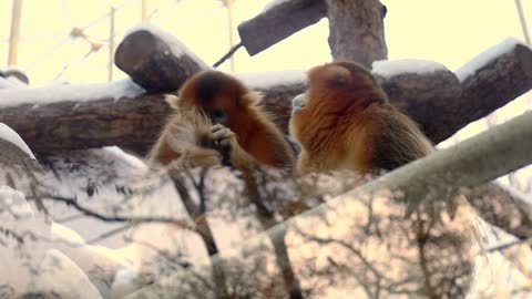 Zoo cultures monks shout at once