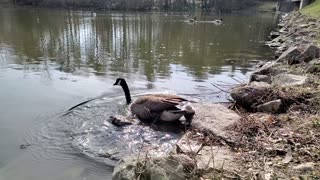 Watch a Splash Down, a goose almost falling into the water