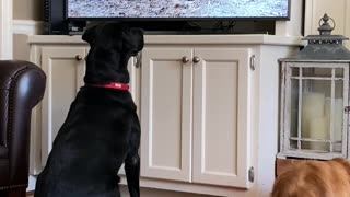 Black Lab patiently watches TV until he wants to get in on the action