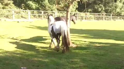 Colt gets a good kicking for trying to cover mate the mare.