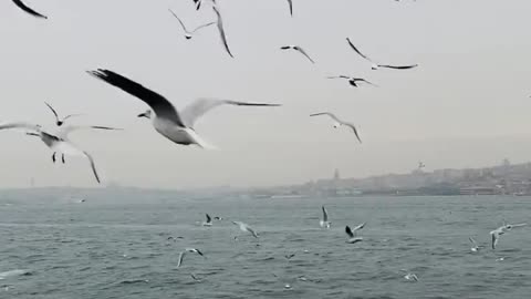 seagulls-flying-over-sea