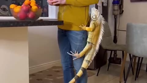 #lizard