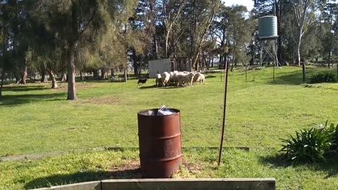 Aussie sheep dog