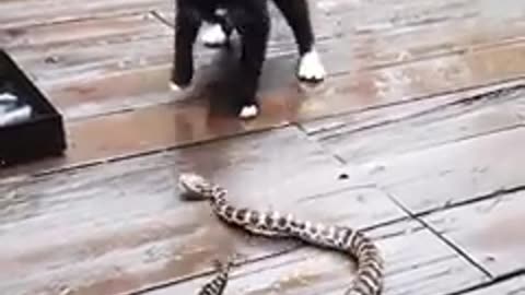 Cat vs Snake