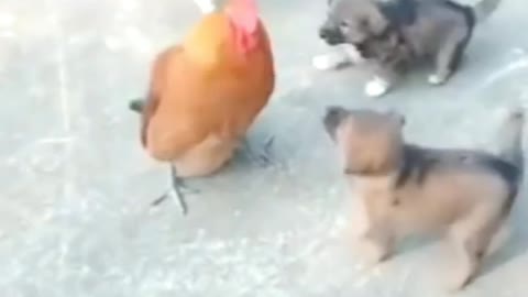 Dog vs chiken best fight. Video chiken vs dog