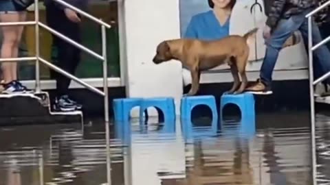 Kind people help a dog cross the floodwaters..🐕🐾🙏❤️