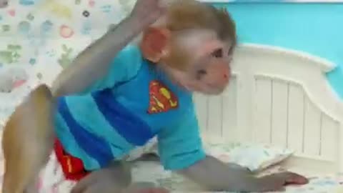 Shipper Mokey #funny #fun #animals #monkey