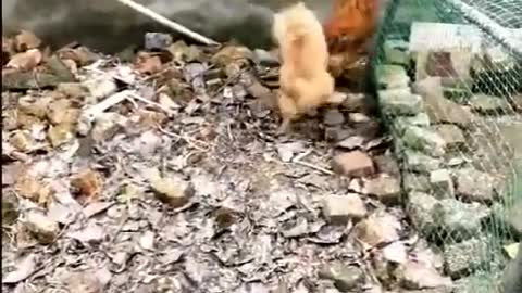 Dog & Chicken fight!! Funny Lol