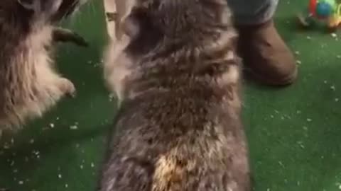 Raccoon Shoots Some Hoops