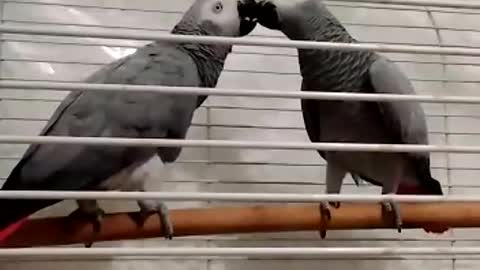 A pair of African grey parrots kissing