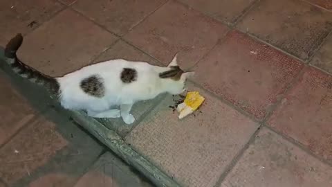 Little cute cat is very hungry.