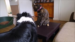 PAW-some dog loves his PURR-fect cat playmate so much that he gives her his favourite toy!