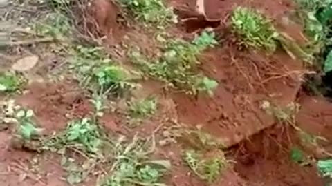 A dog and her two puppies rescued from Landslide #shorts #shortvideo #video #virals #videoviral