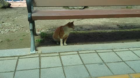 a cat that avoids sunlight under the chair