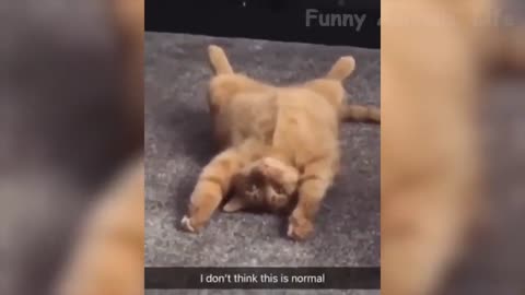 very funny clumsy dogs and cats see