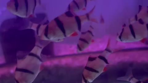 With the wavy wandering striped fish is cute