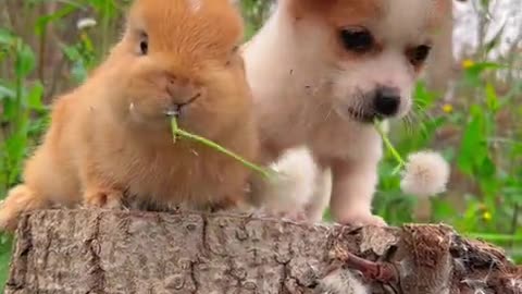 I can't understand why dogs also eat dandelions.