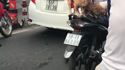 A Man Drives Mom And Her Puppies On His Bike Seat