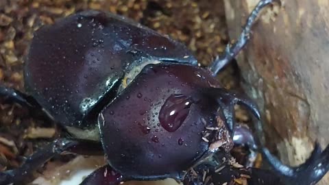 Korea Rhinoceros beetle eating banana.2