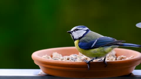 Birds are eating on the plate.