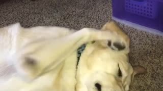 Tan dog licks his paw while laying down