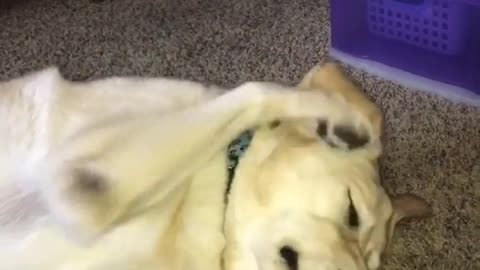 Tan dog licks his paw while laying down