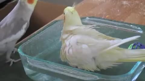 Cockatiel Bath Time Turns Into Singing Spectacle