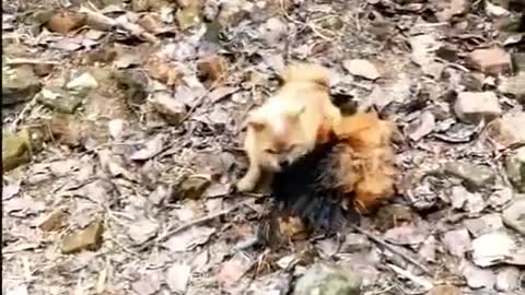 Chicken and Dogs in a fight funny videos