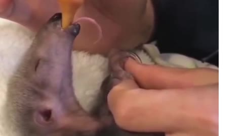 Cute Anteater suckling