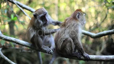 Wild Monkeys In The Jungle
