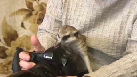 Rescued Meerkat Curiously Investigates Camera
