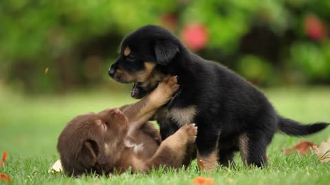 Baby cute dogs love