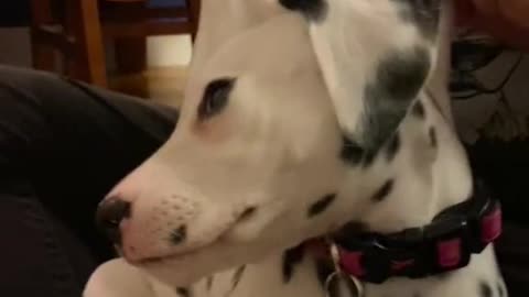 Sweet little dalmatian and all her extra puppy skin
