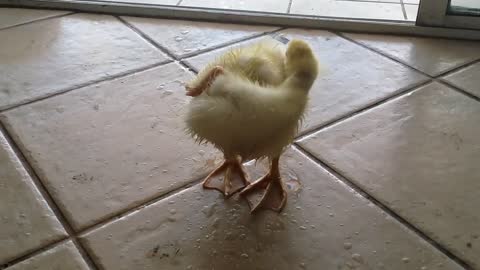 Baby duck Walks inside the house all wet
