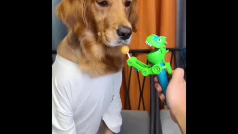 Funny dog 🐕 videos