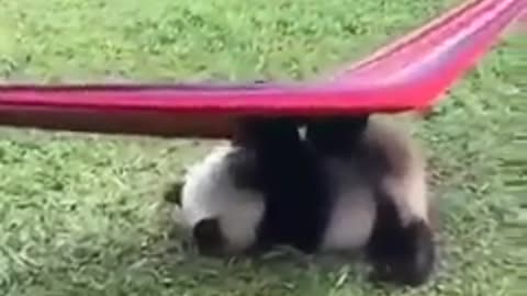 Filhotes panda