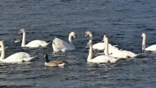 Beautiful pelicans while strolling in the lake